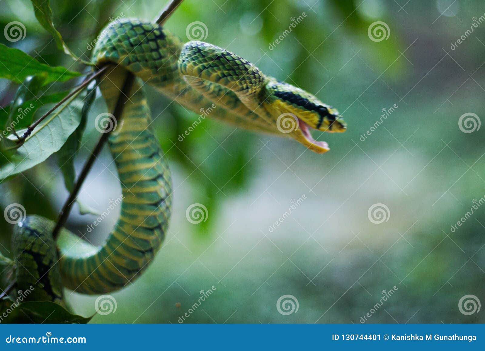 sri lankan green pit viper