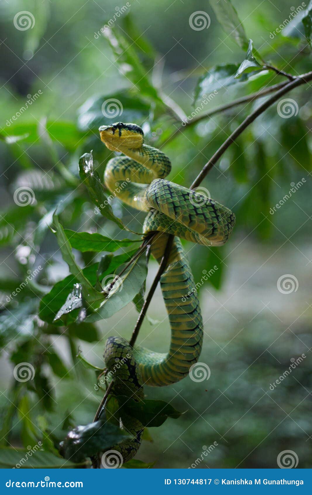sri lankan green pit viper