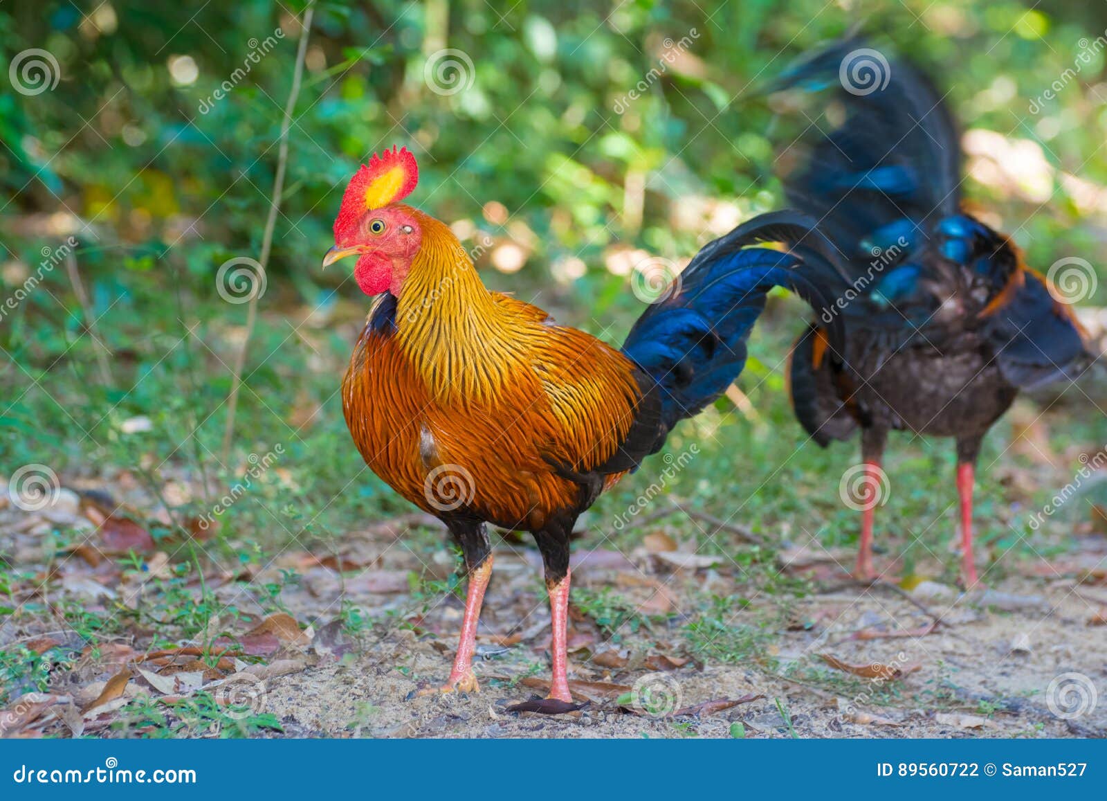 sri lankan jungle fowl