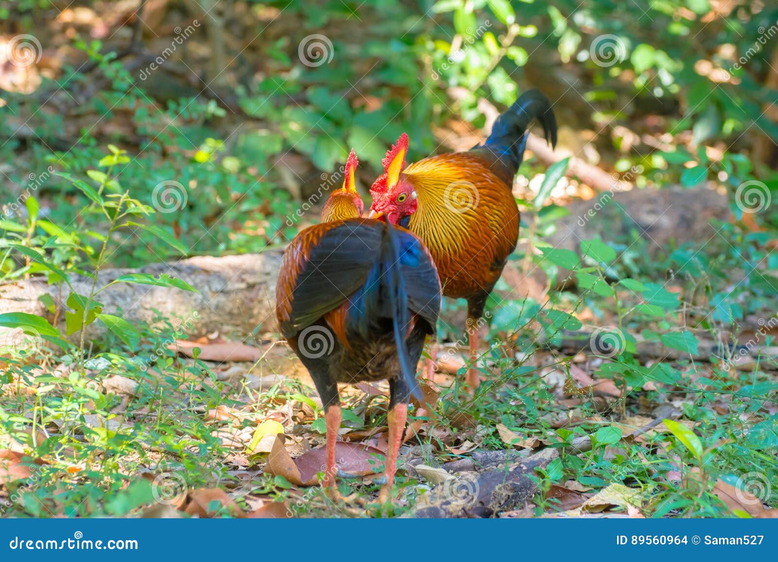 sri lankan jungle fowl