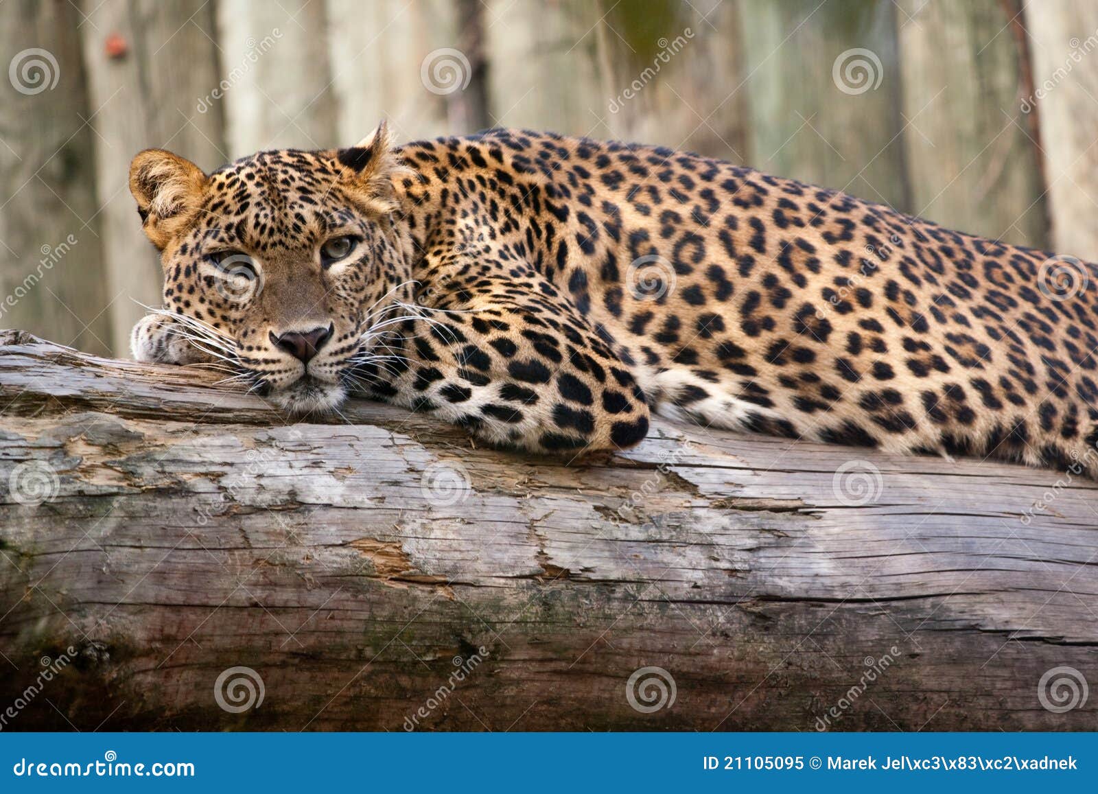 sri lankan leopard