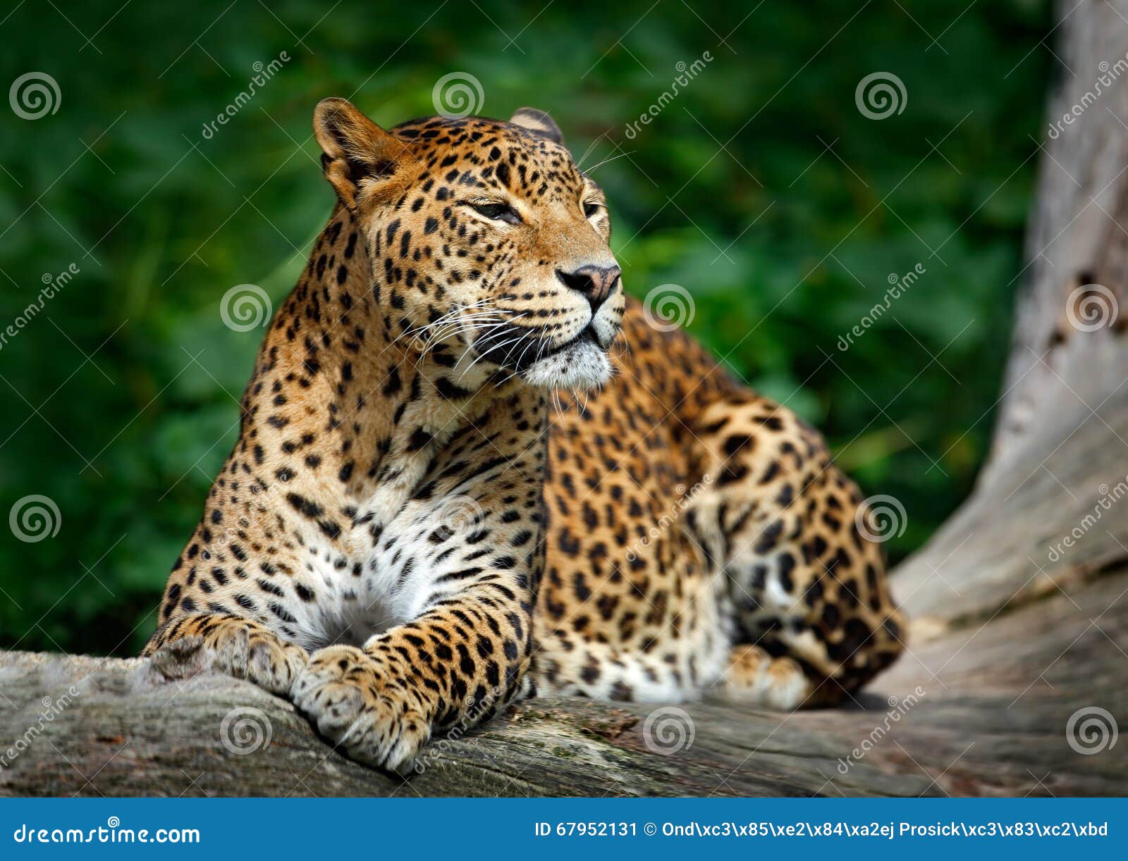 sri lankan leopard, panthera pardus kotiya, big spotted cat lying on the tree in the nature habitat, yala national park, sri lanka