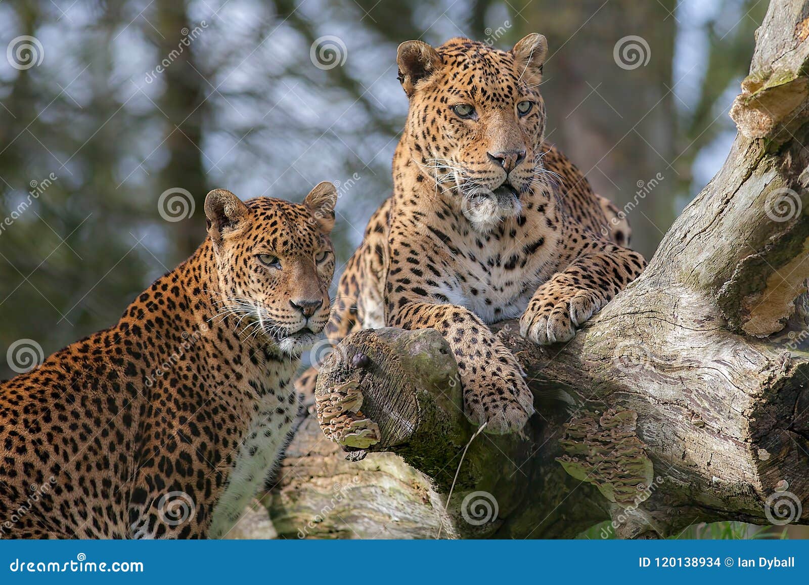 sri lankan leopards. beautiful big cat animal or safari wildlife