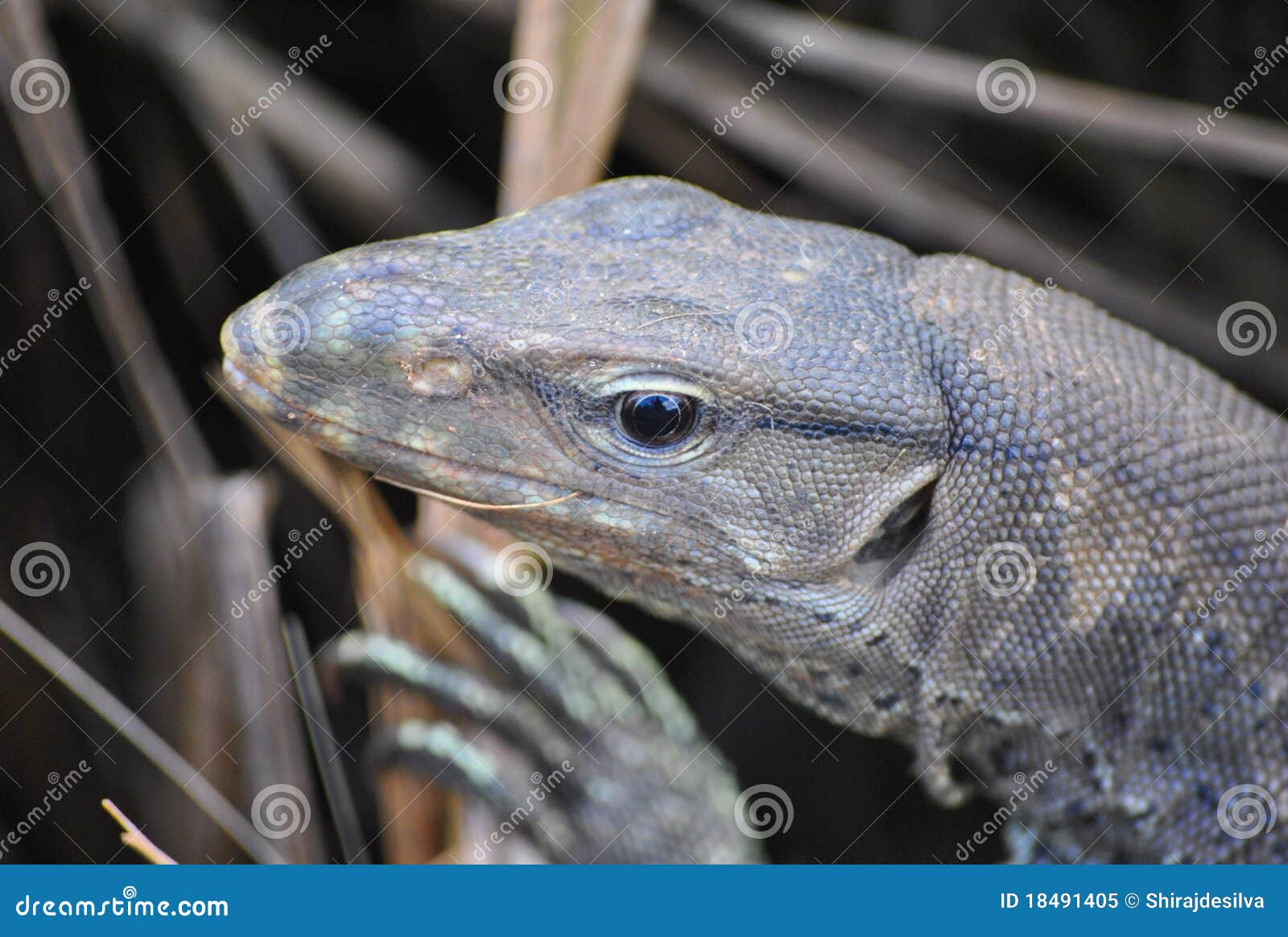 Sri Lankan Monitor Lizard stock image. Image of rain - 18491405 Sri Lankan Monitor Lizard stock image. Image of rain - 18491405