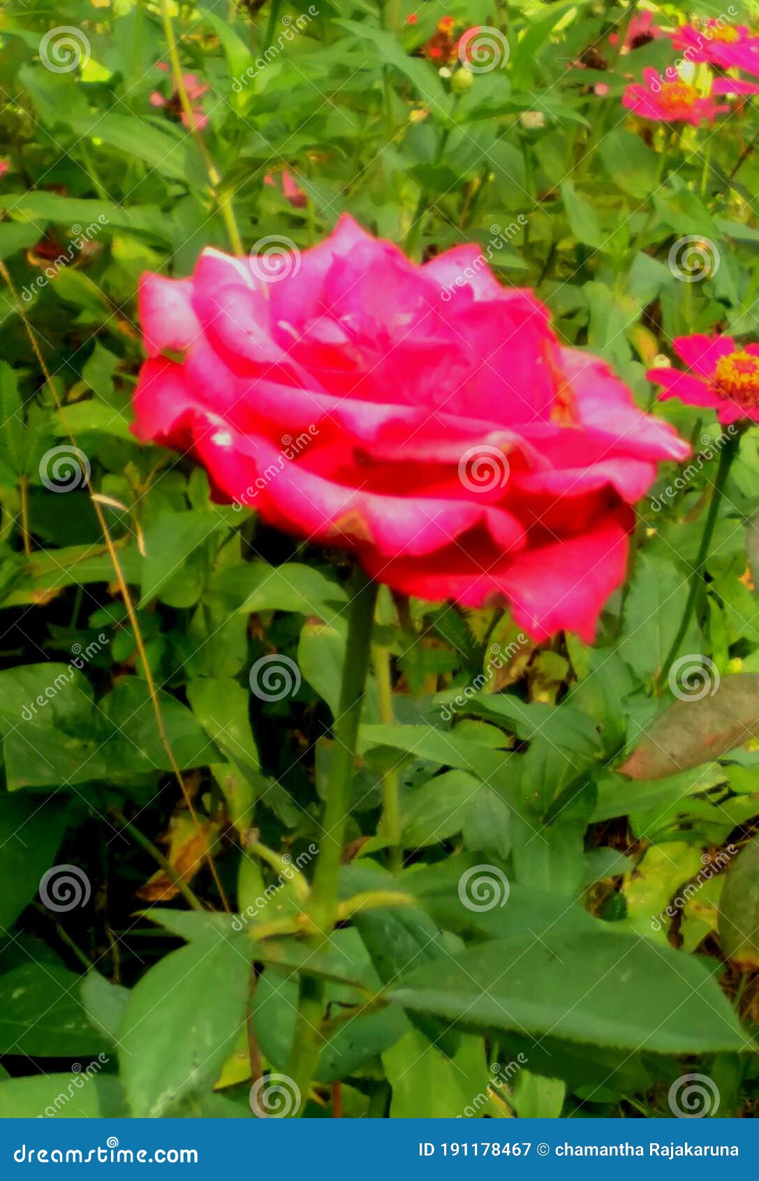 Focus Image of Red Rose Bud/Sri lanka/Photo/Nature Image/Picture 