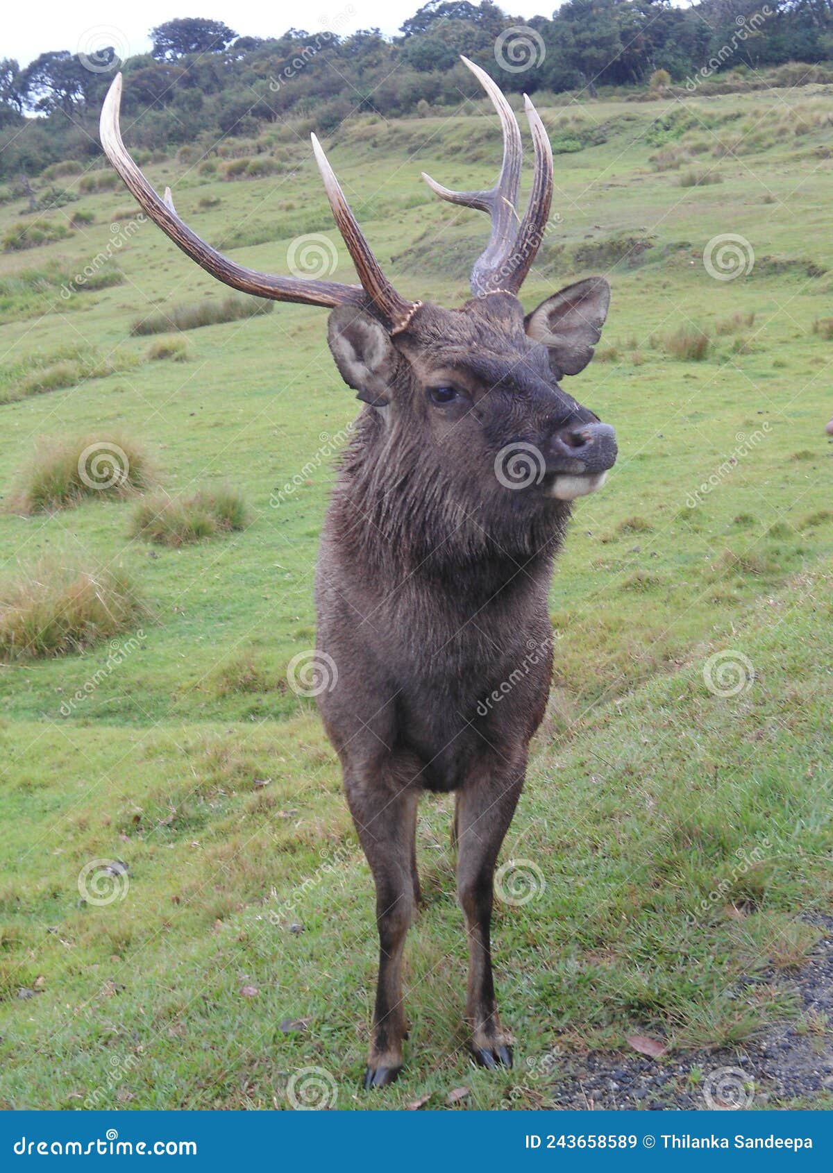 sri lankan sambar deer in hortain plains sri lanka
