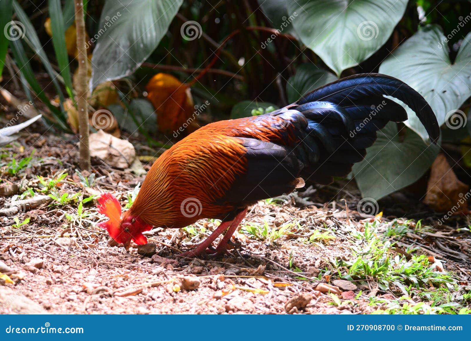 sri lankan wild lafayette rooster ,wali kukula - the ceylon junglefowl