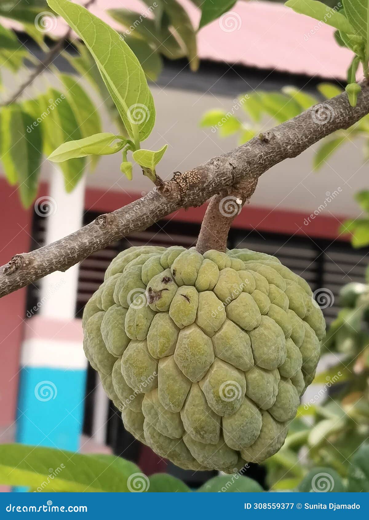 srikaya fruit