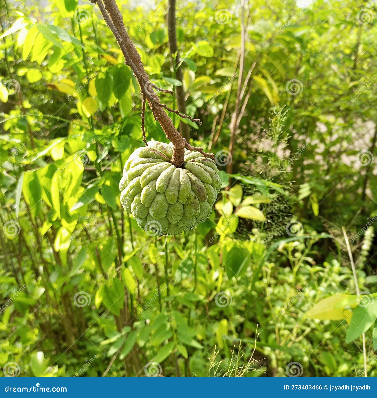 Srikaya Fruit, Jackfruit Landa is Rich in Vitamin C Stock Photo Image