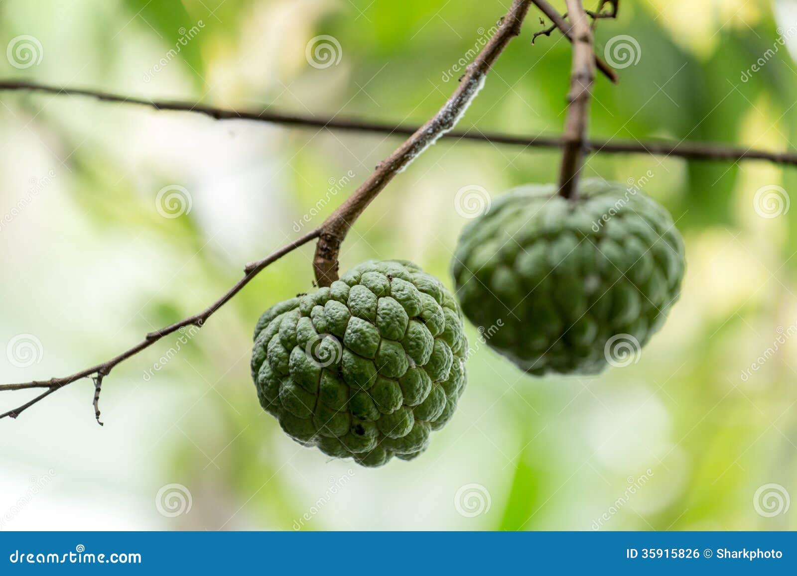 srikaya tropical fruit