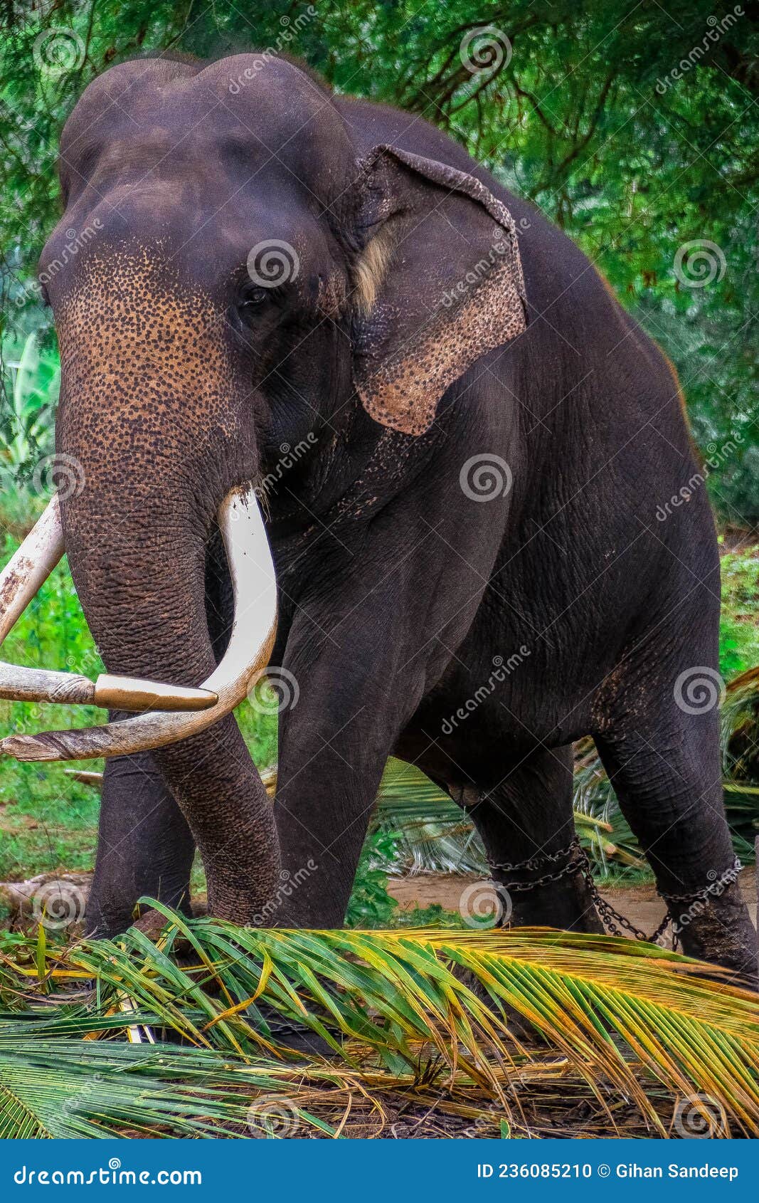 srilankan domestic elephants near kataragama devalaya and kiriwehera