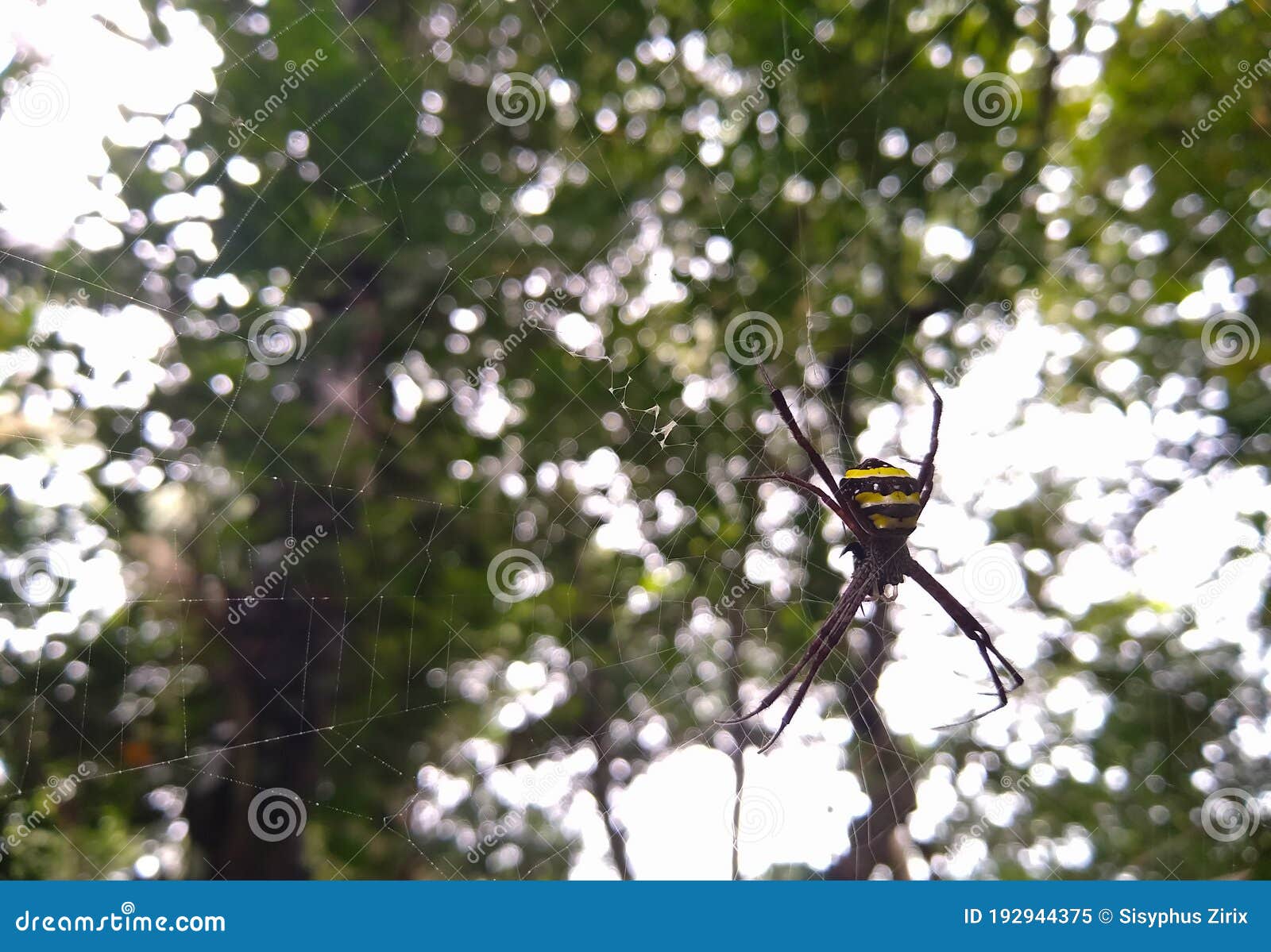 st andrew's cross spider macro image