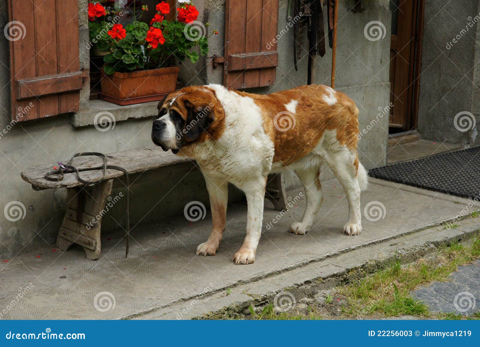 working st bernard