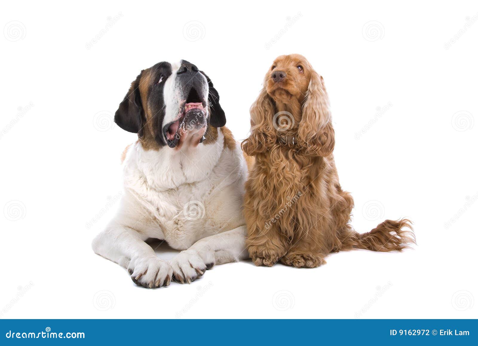 St. Bernard And Cocker Spaniel Stock Photo Image of isolated, canines