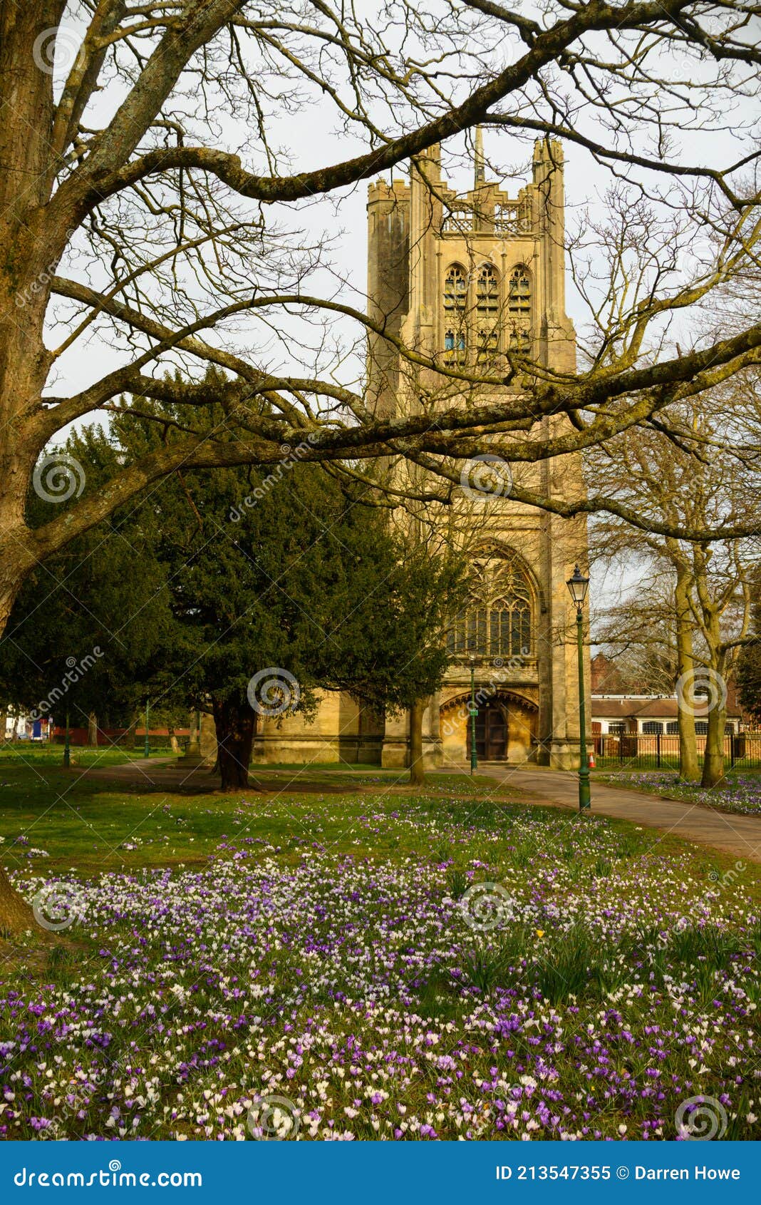 st clements crocus and daffodil