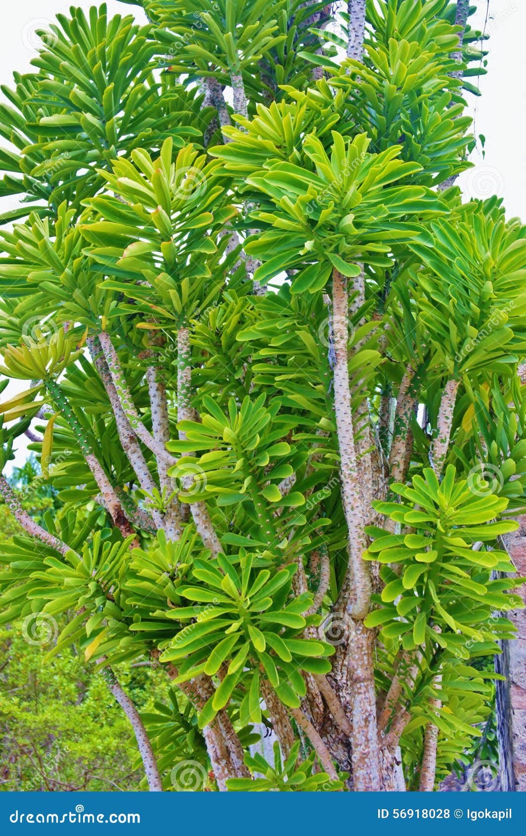 St croix usvi botanical garden dangerous euphorbia teke. Euphorbia teke is a laxly branched, spiny, shrubby tree usually growing from 3 - 6 metres tall, occasionally reaching 10 metres. The trunk is up to 10cm in diameter .Usually this tree growing in tropical Africa ,skin contact often causing irritation and blistering; contact with the eyes causing temporary or even permanent blindness.This tree as synonymous with poison.