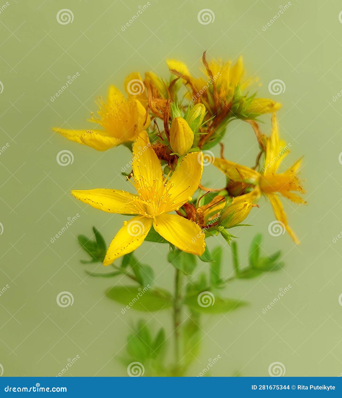 st. john's wort (hypericum perforatum)