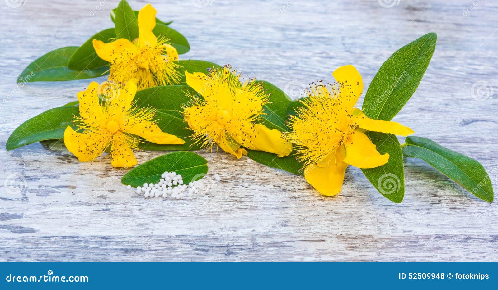 St. John S Wort, Medicinal Plant of 2015 Stock Photo Image of holistic, aromatherapy 52509948