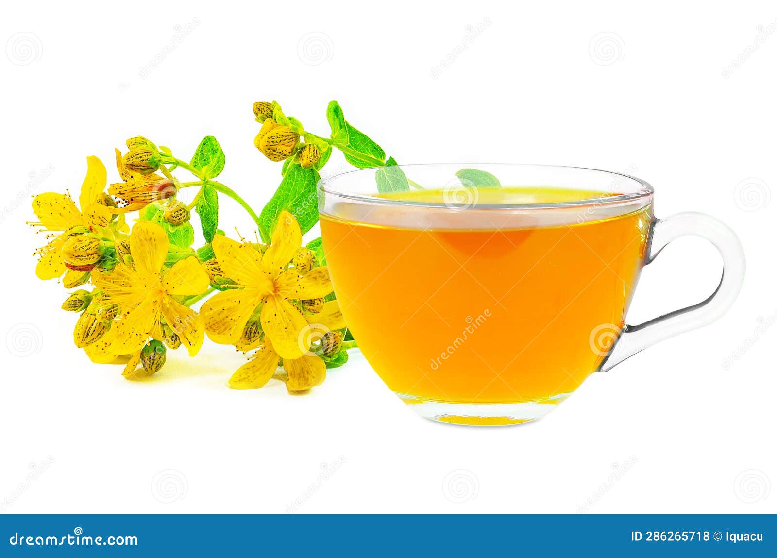 St. John s wort tea stock photo. Image of flower, medicine 286265718