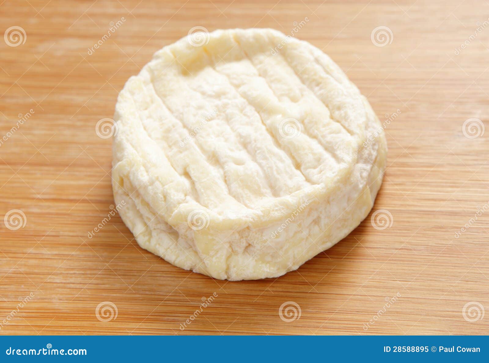 St Marcellin cheese round stock image. Image of product 28588895