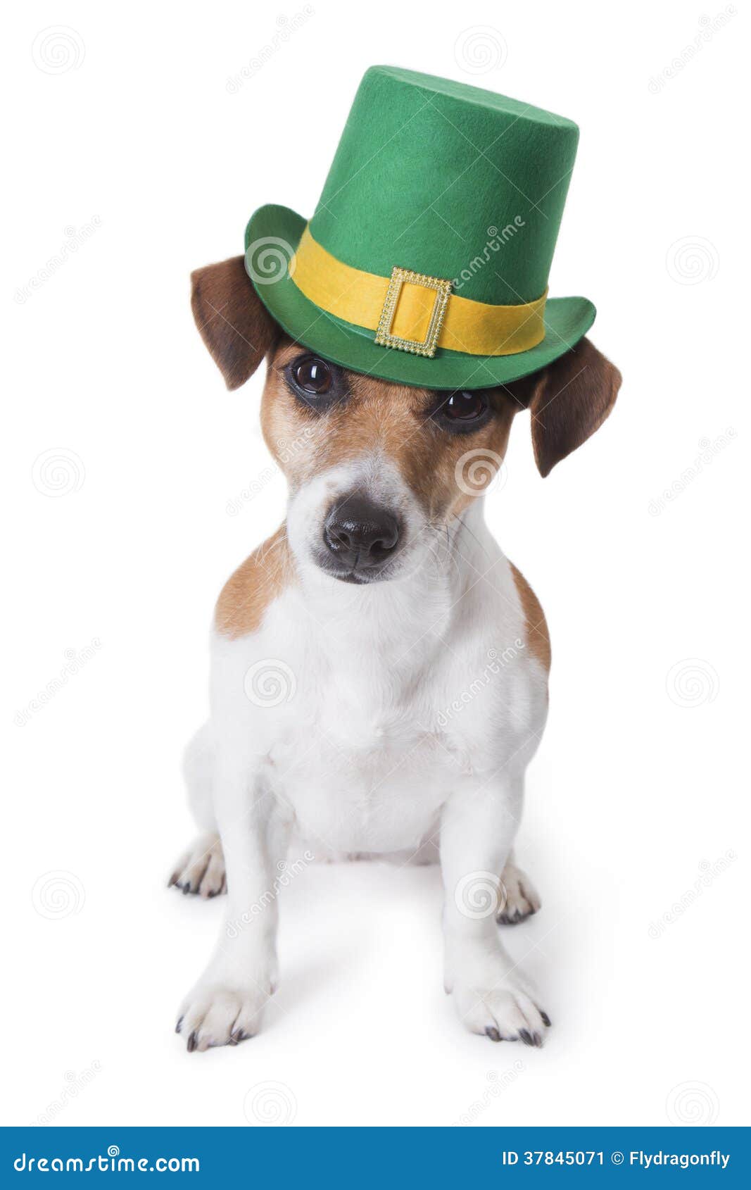 St Patrick Hund stockbild. Bild dekoration, kobold - 37845071