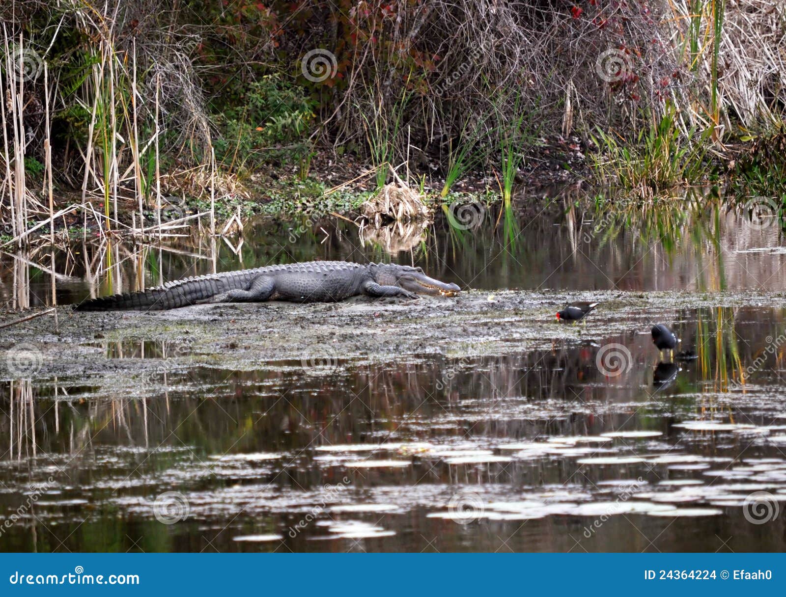 st petersburg alligator