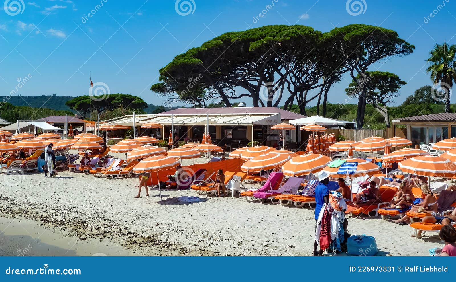View On Crowded Sand Beach With Many Umbrellas And Sunbeds Mediterranean Pine Trees Background Against Blue Summer Sky Editorial Photo Image Of Blue June