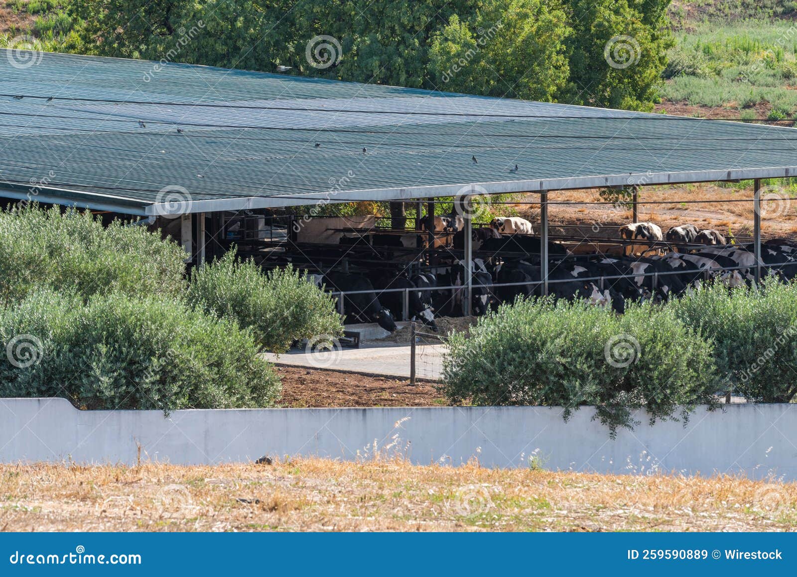 Stable Full of Cattle on a Dairy Farm Stock Image Image of trees