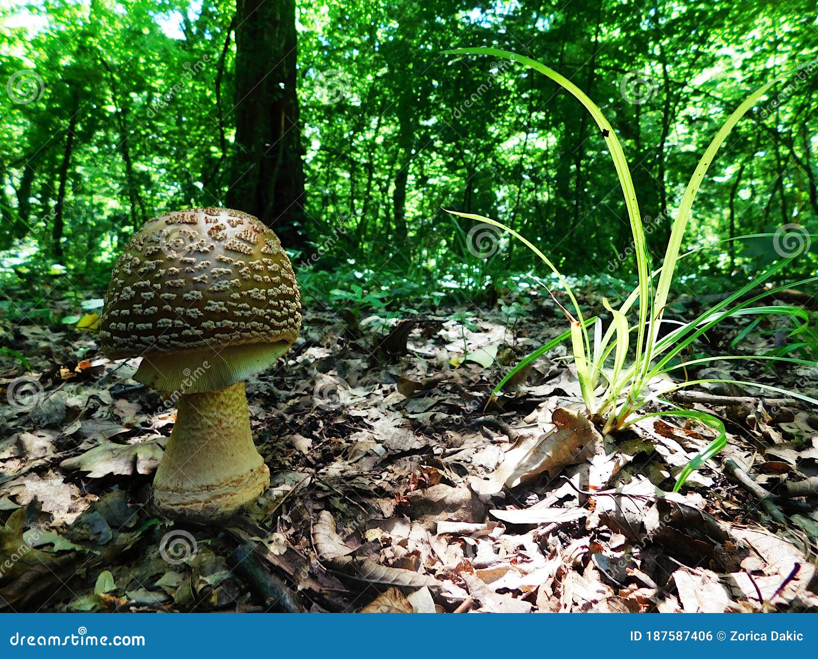 a stable mushroom dominates the forest