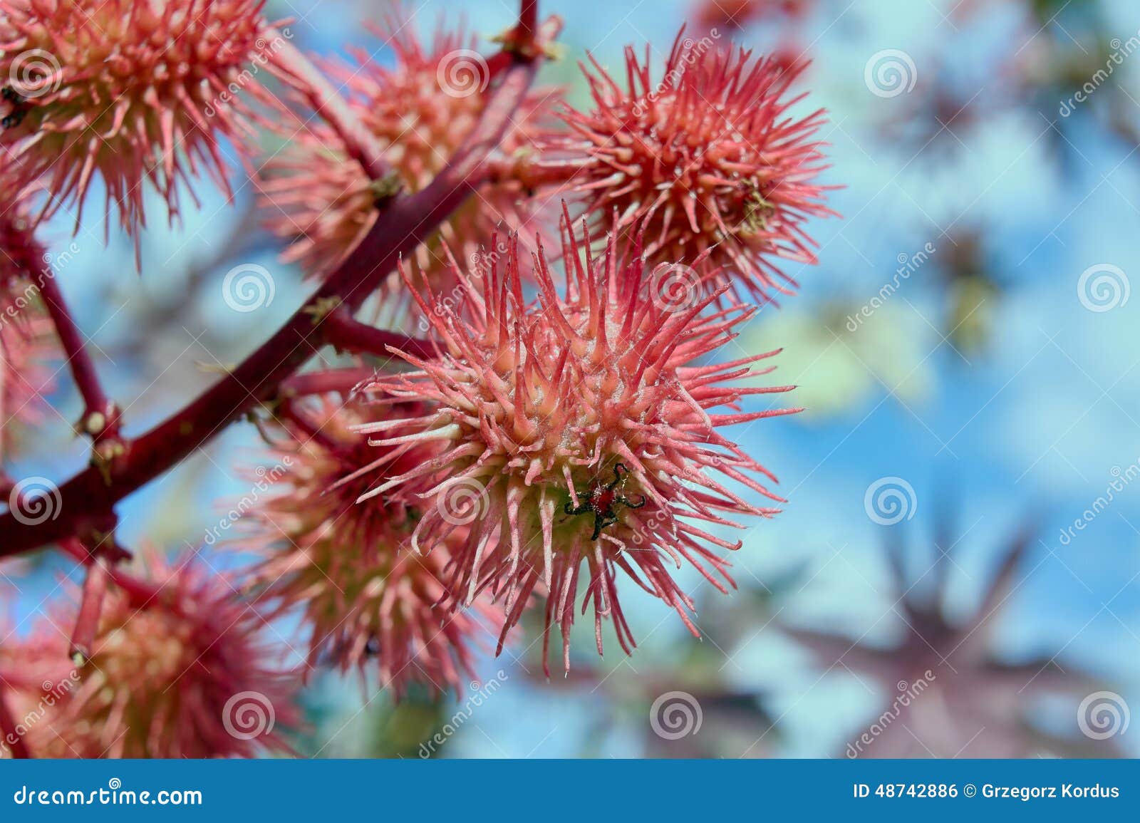 Stachelige Frucht Auf Dem Baum Stockfoto - Bild von betrieb, frucht ...