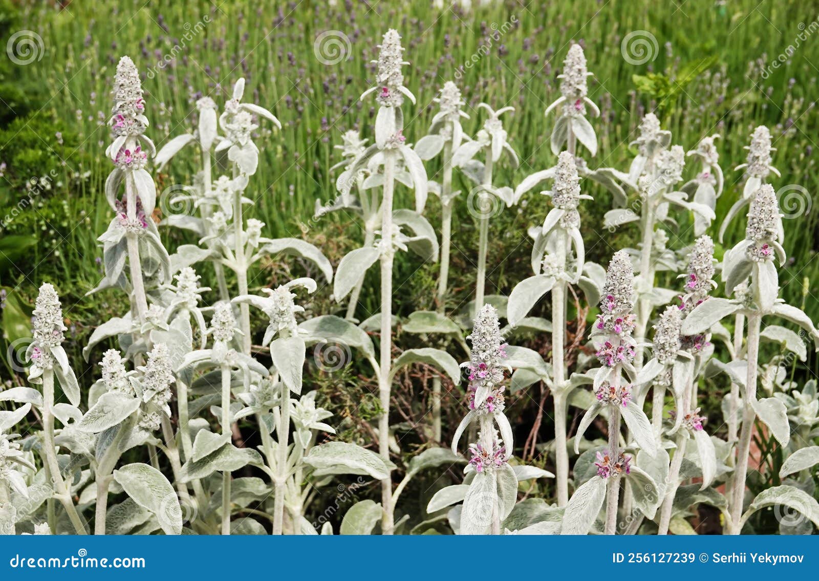 stachis plant woolly - ovine ears - chistets byzantine