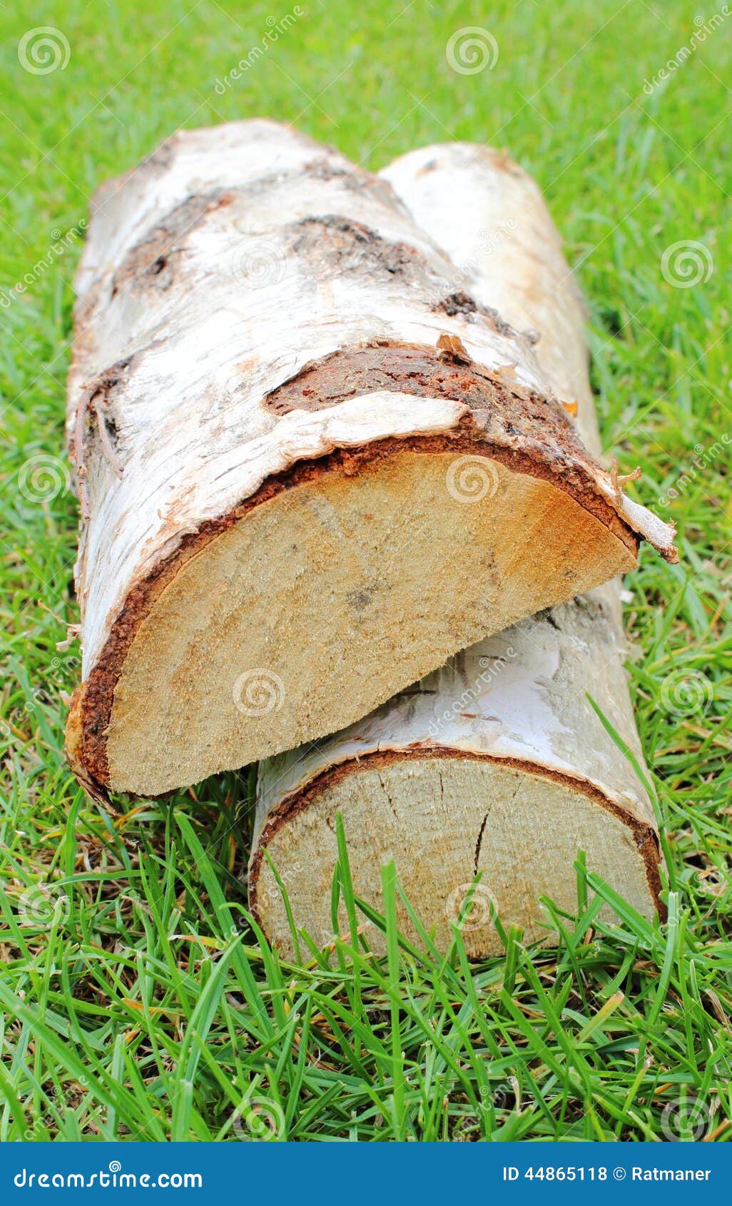 Stack of Cut Logs Firewood from Silver Birch Tree Stock Photo Image