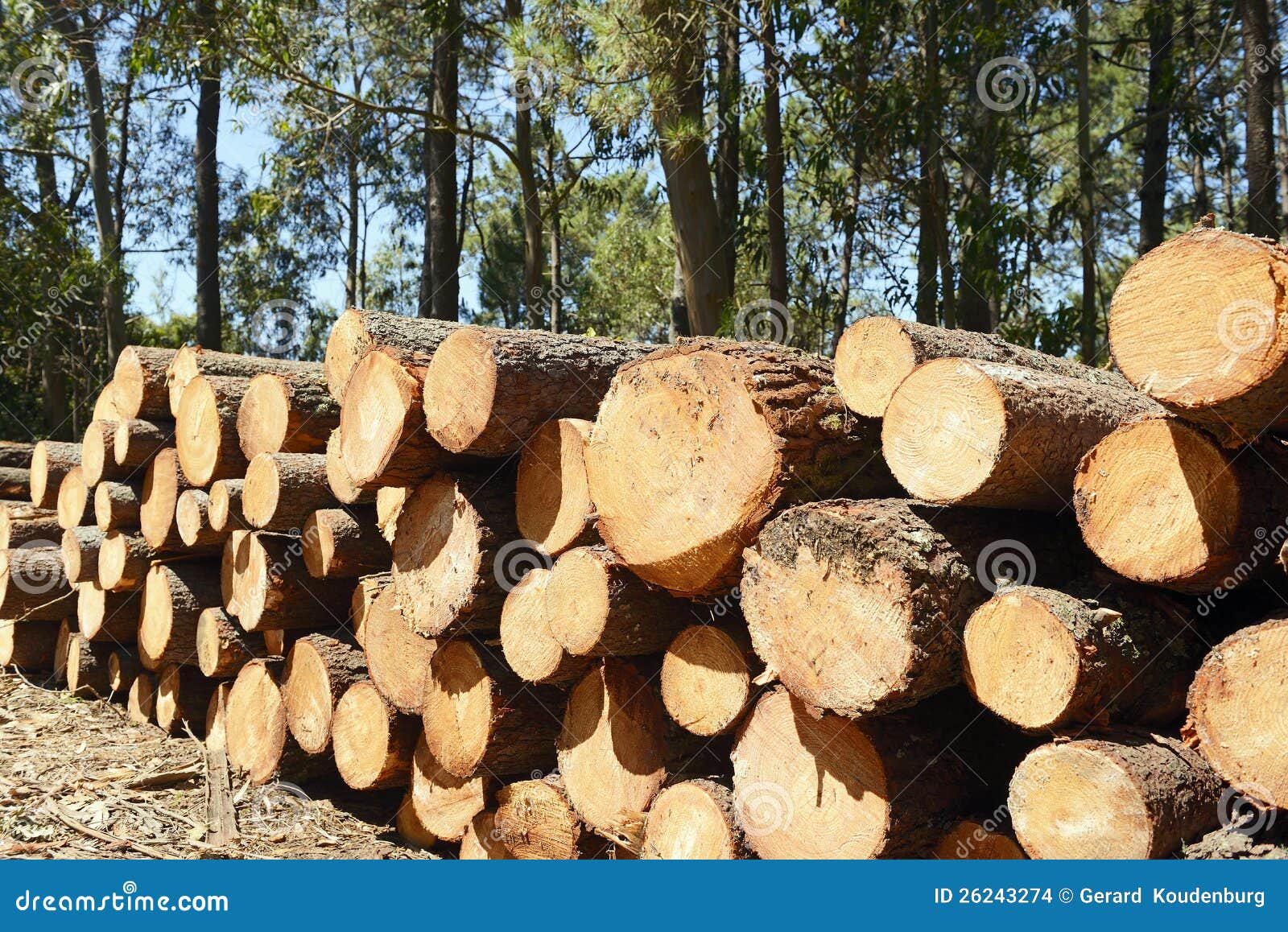 xyplorer stop opening tree xyplorer stop opening tree