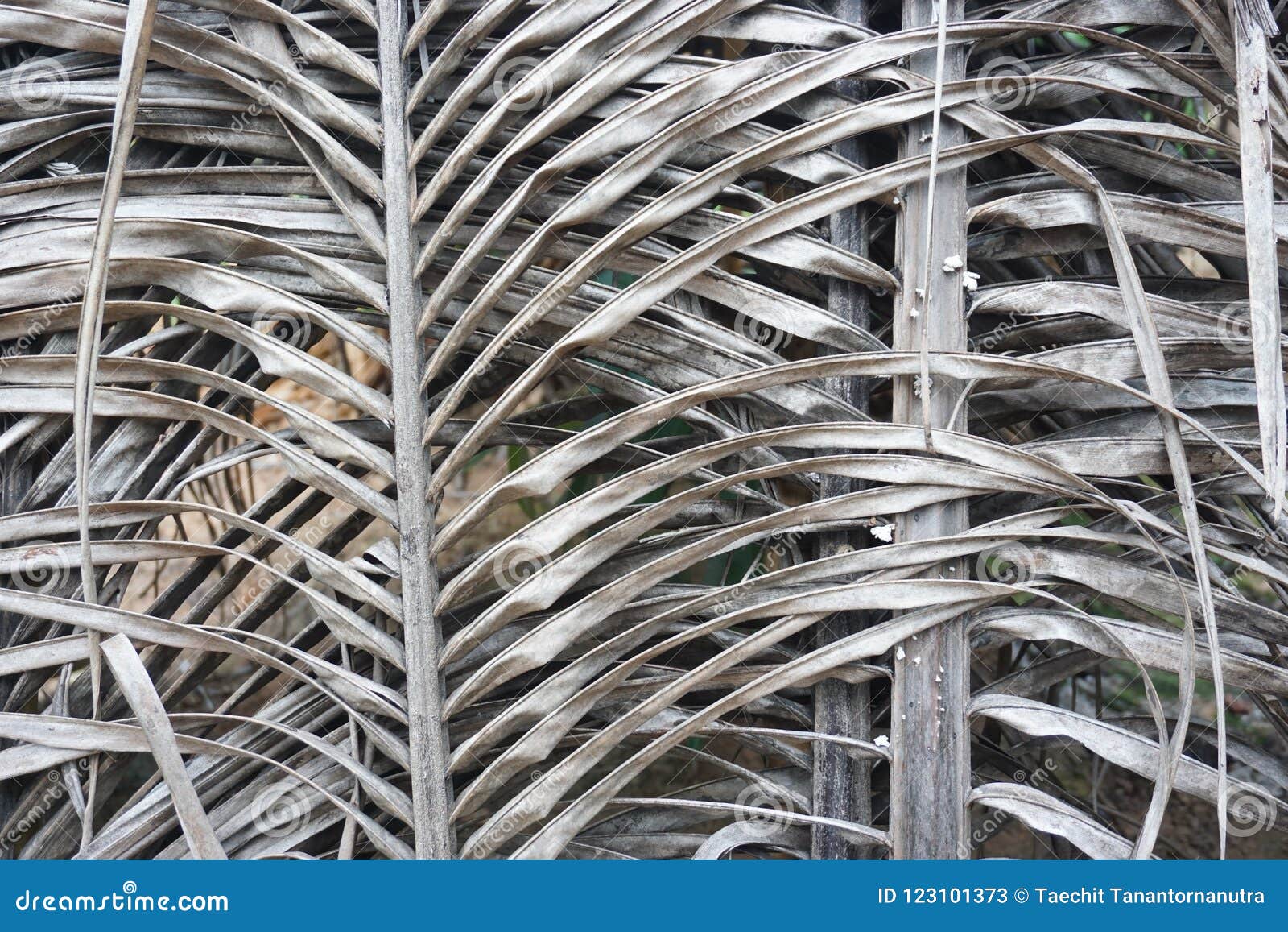 Dry coconut leaves stock image. Image of plant, brown 123101373