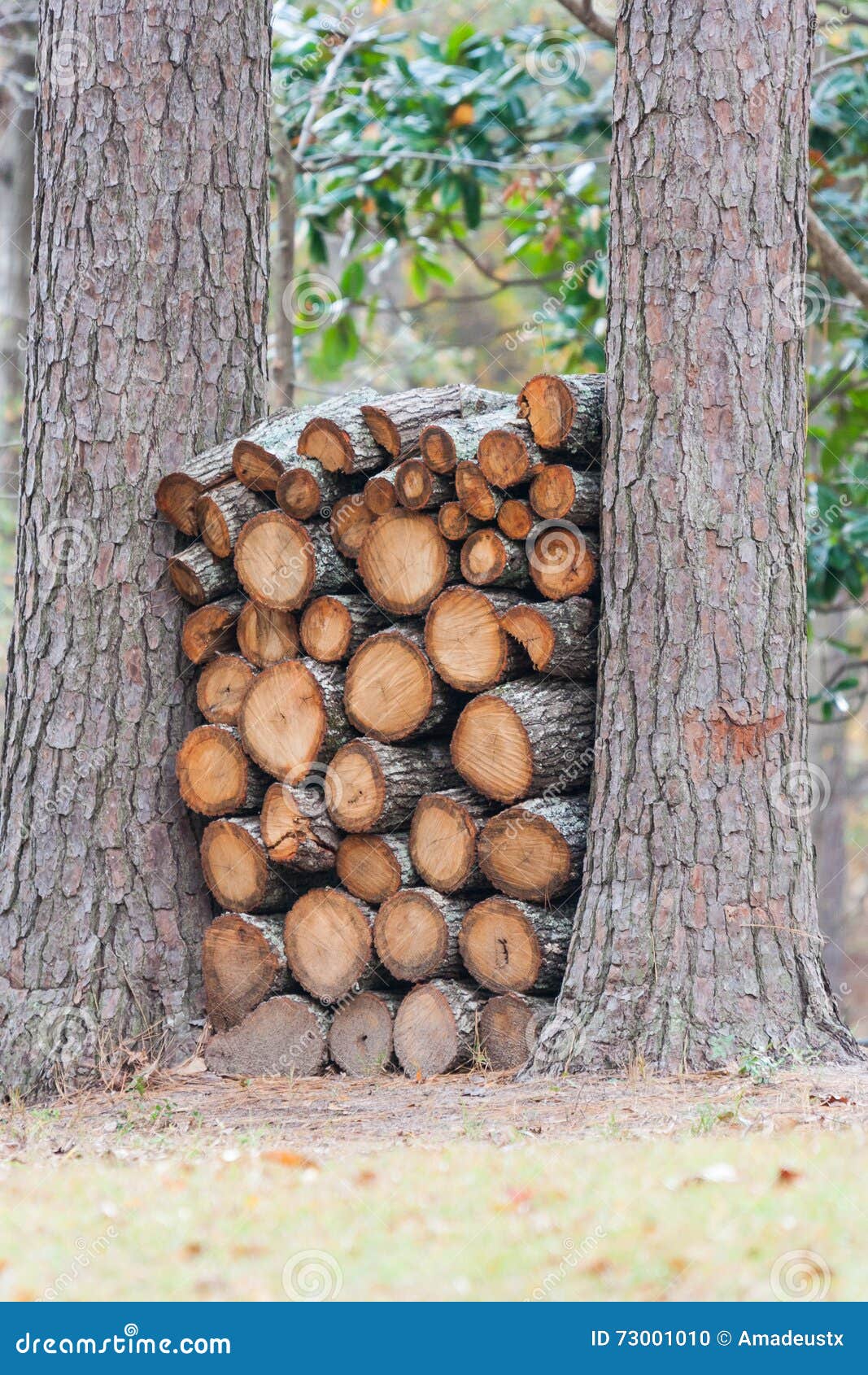 Stack of Firewood or Pile of Logs for Burning in Fire Stock Photo