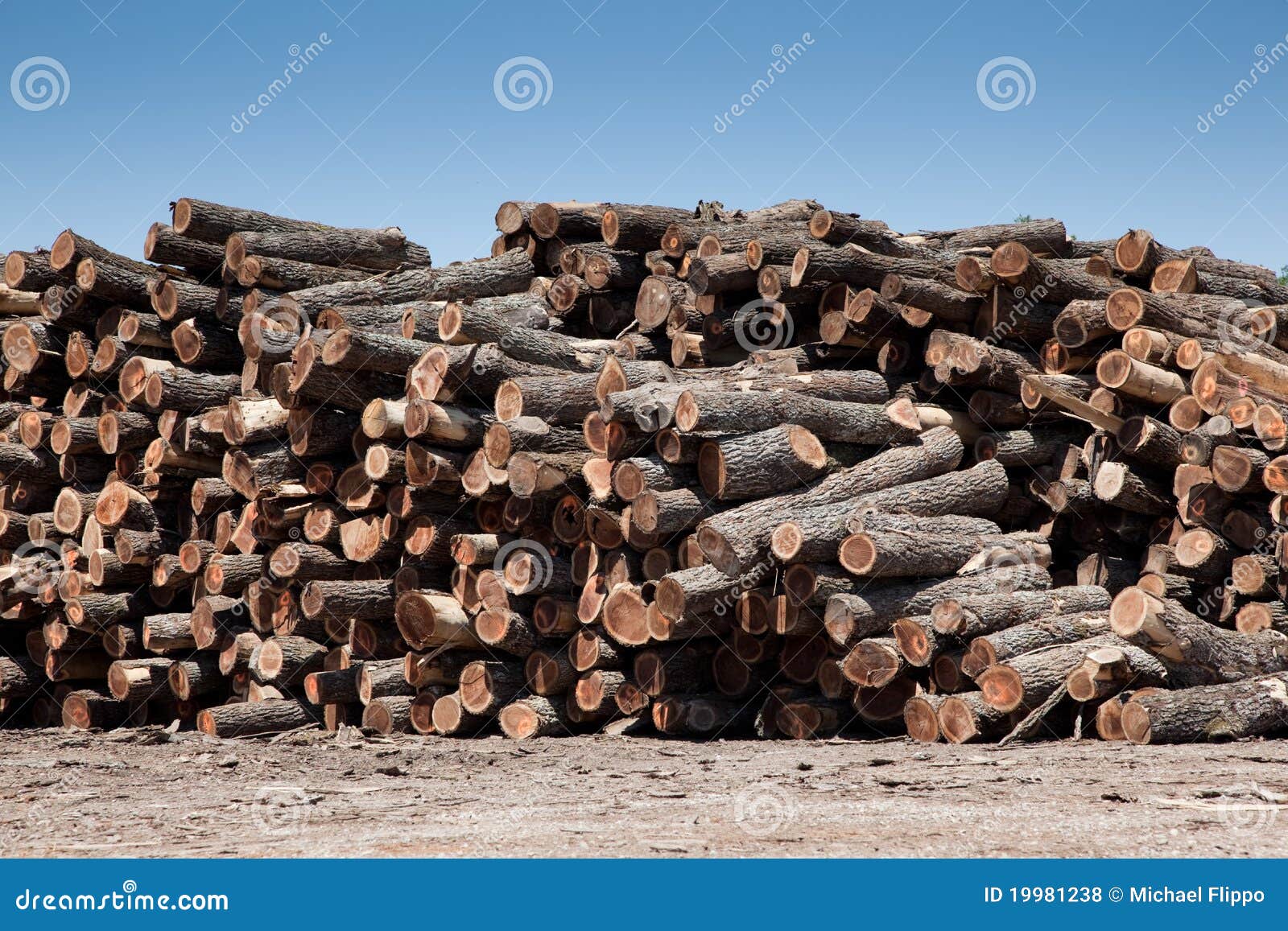 Stack of freshly cut logs stock photo. Image of background 19981238