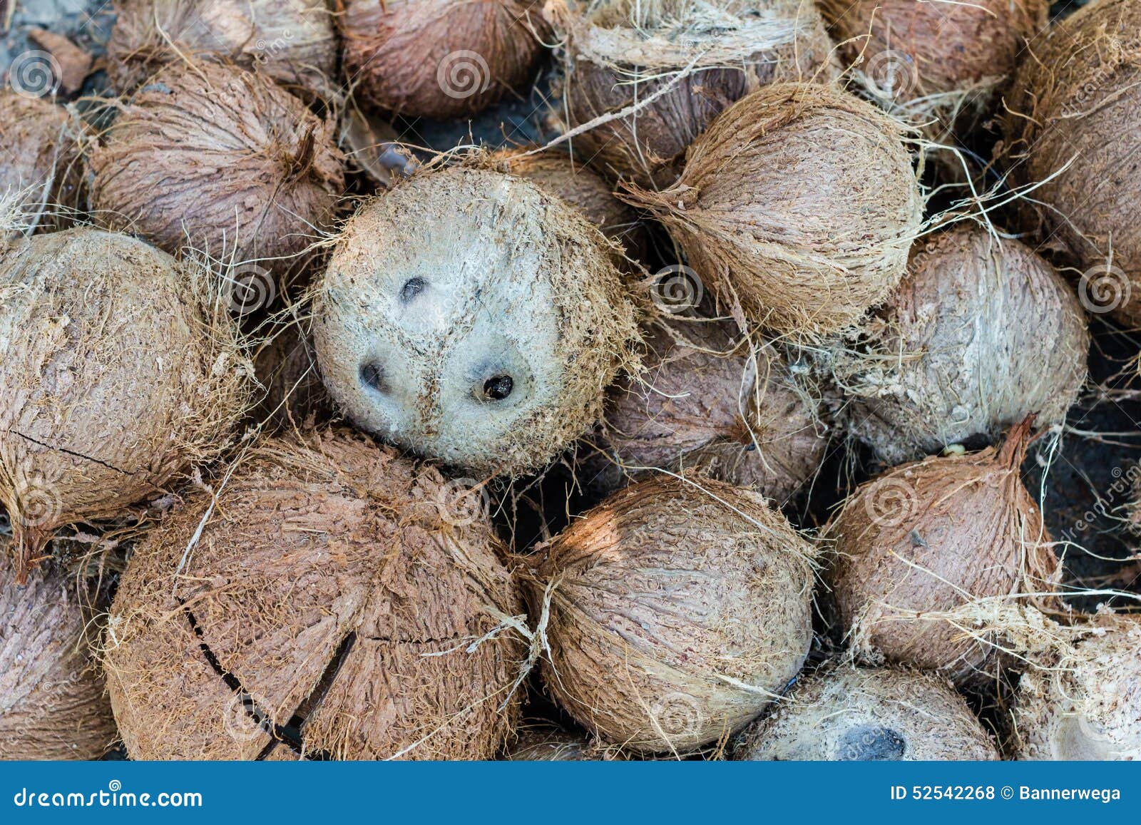 Stack of Hairy Brown Coconuts Stock Photo Image of group, kerala