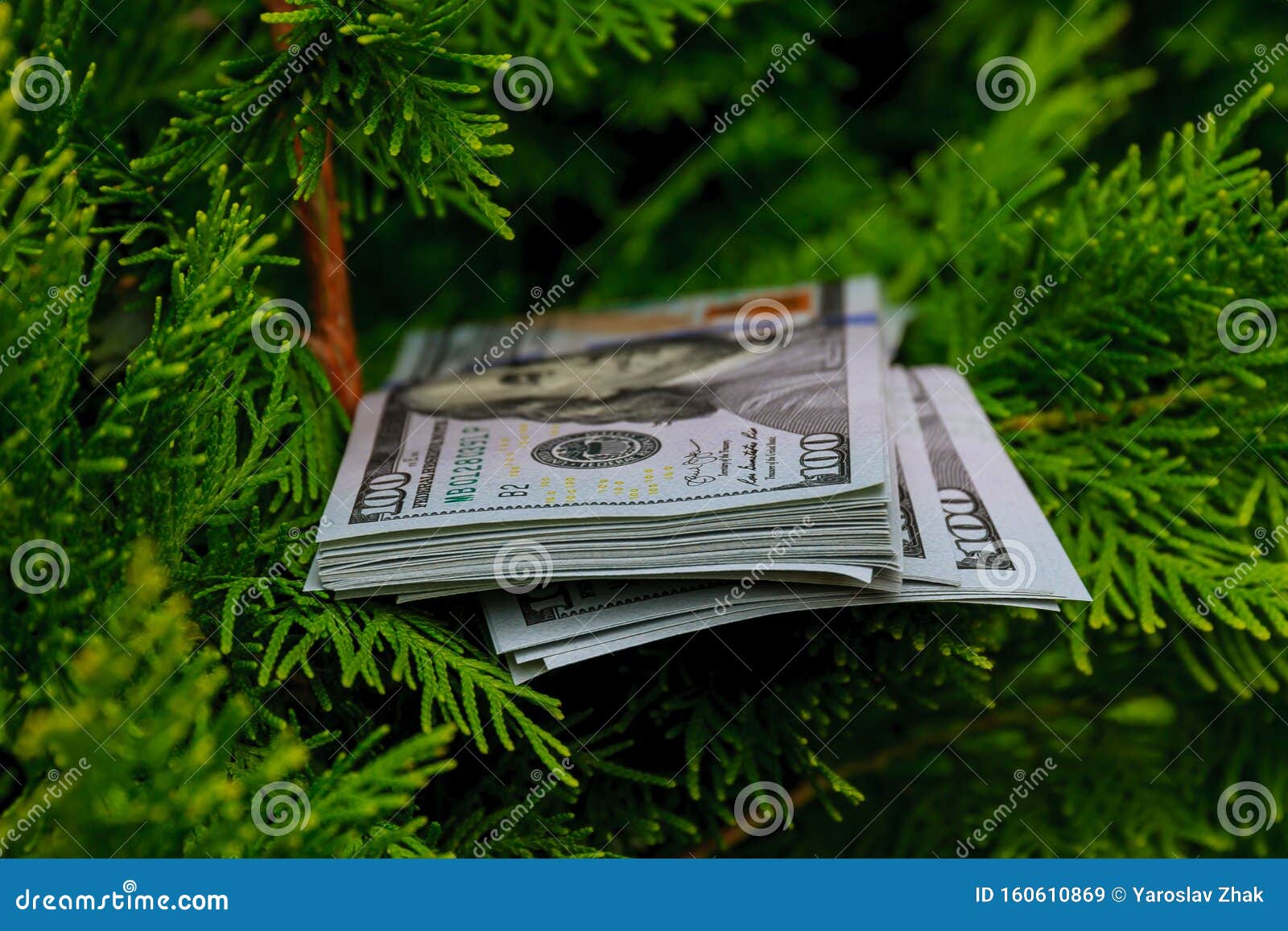 Stack of One Hundred Dollar Bills on Christmas Tree. Stock Image
