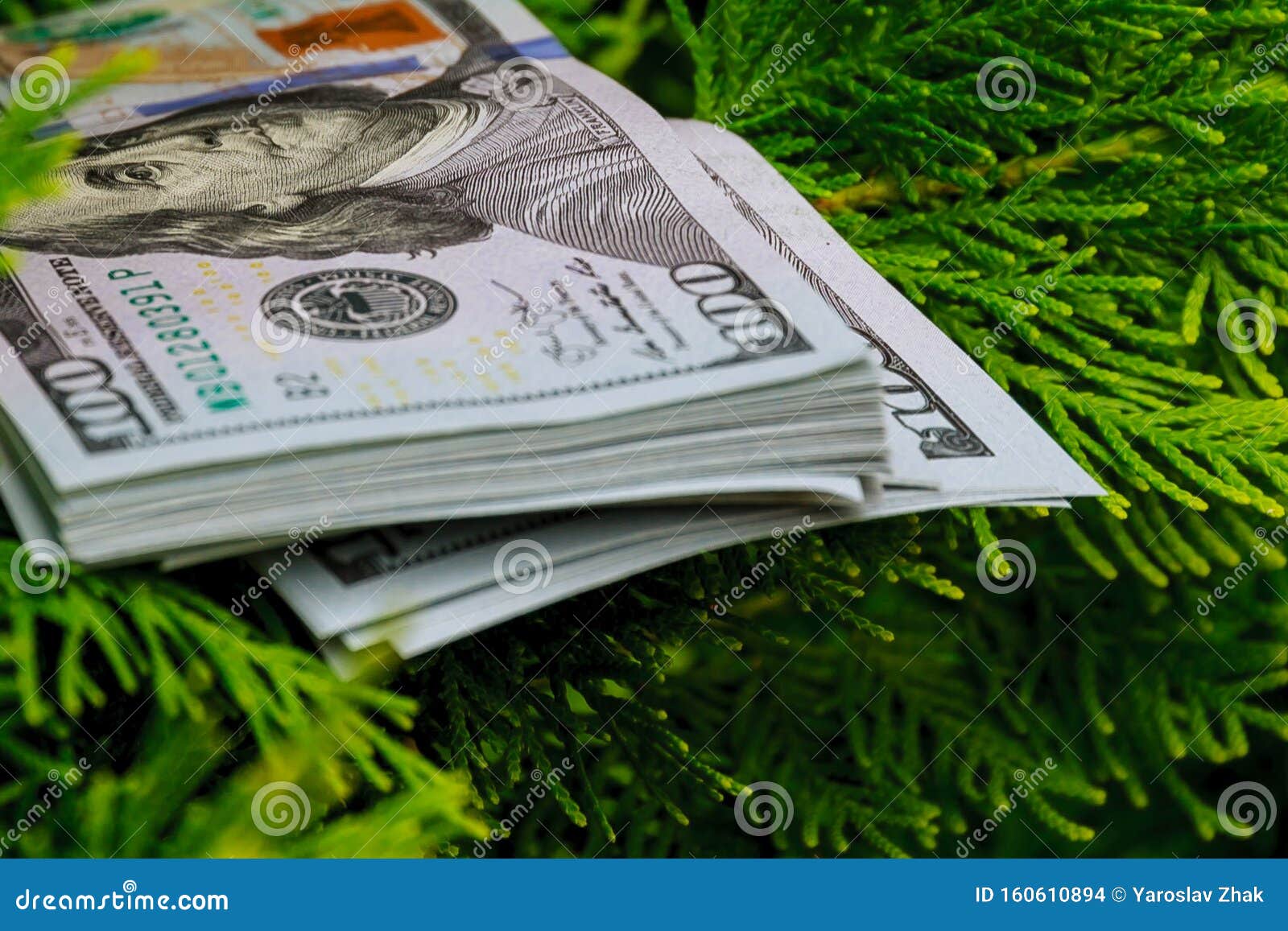 Stack of One Hundred Dollar Bills on Christmas Tree. Stock Photo