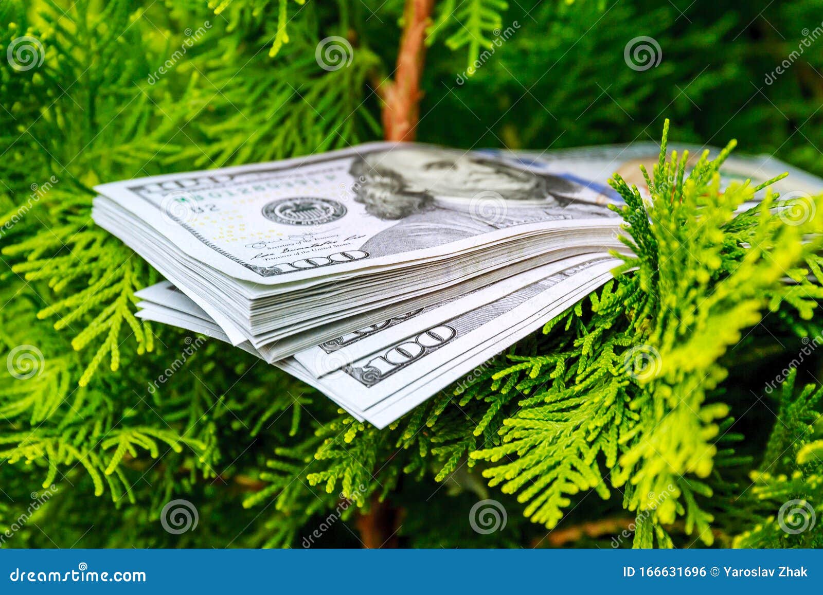 Stack of One Hundred Dollar Bills on Christmas Tree. Stock Photo