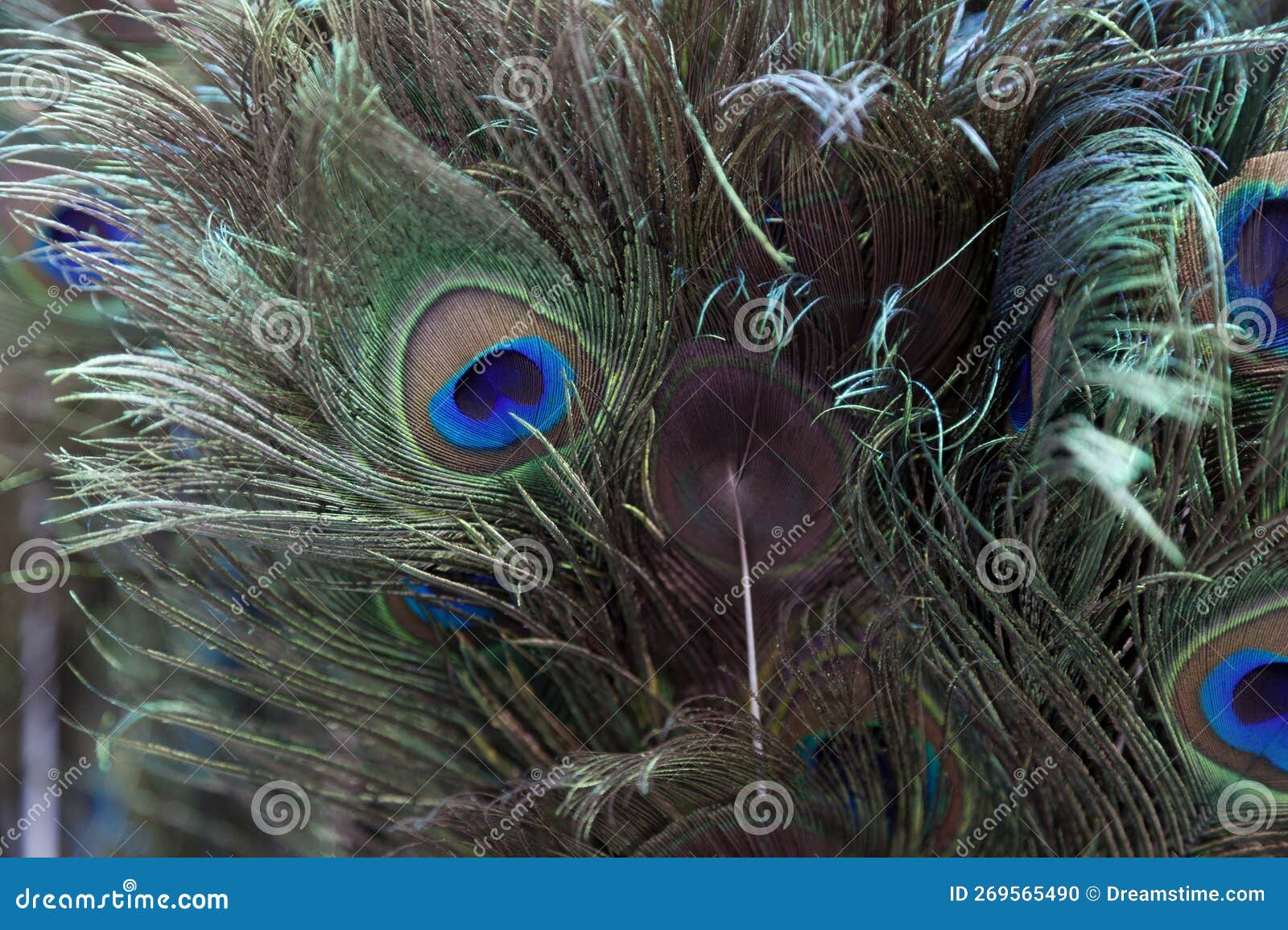Stack of Peacock Feathers for Sale Stock Photo Image of feather