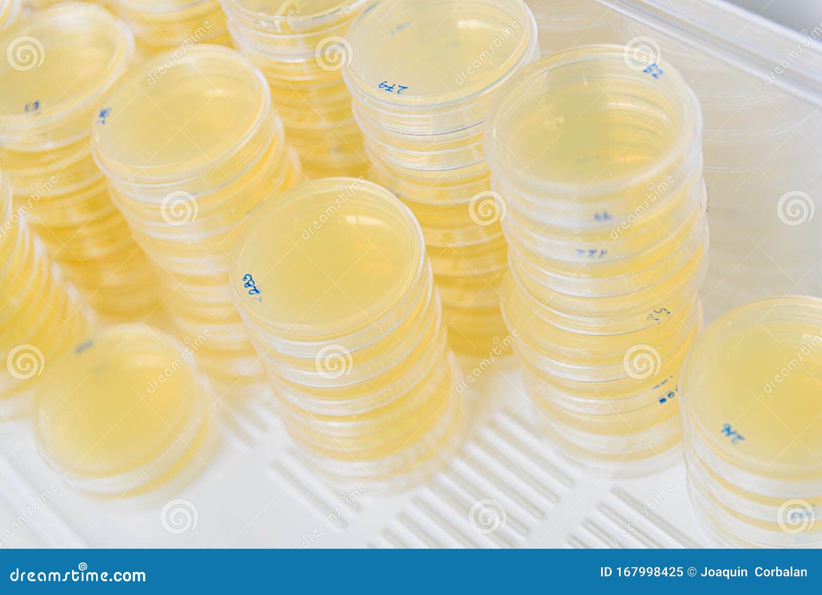 Stack of Petri Dishes with Cultures in Agar Algae Stock Image Image