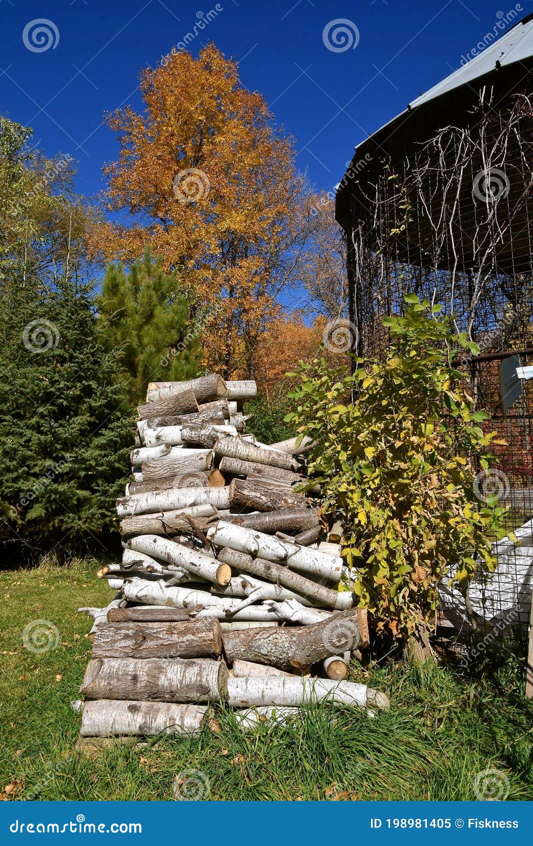 Stack of poplar firewood stock image. Image of natural 198981405