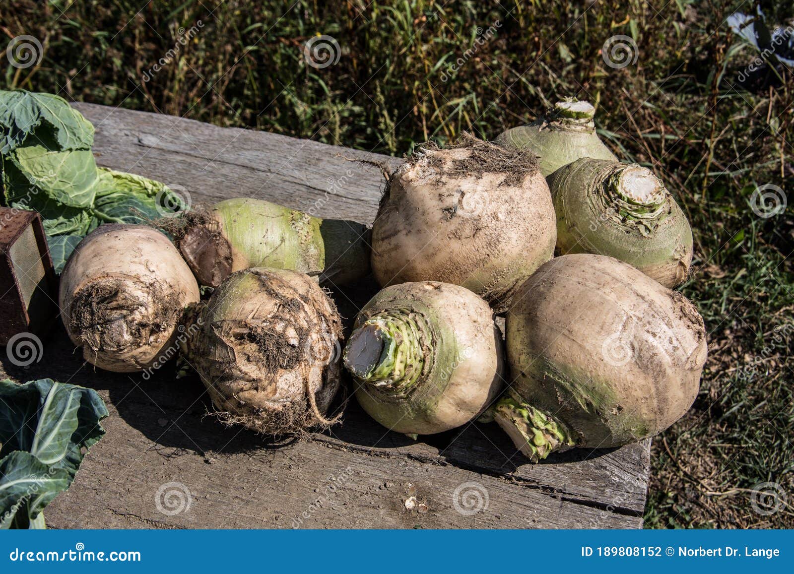 Stack of Sugar Beets Fresh from the Field Stock Photo Image of fresh