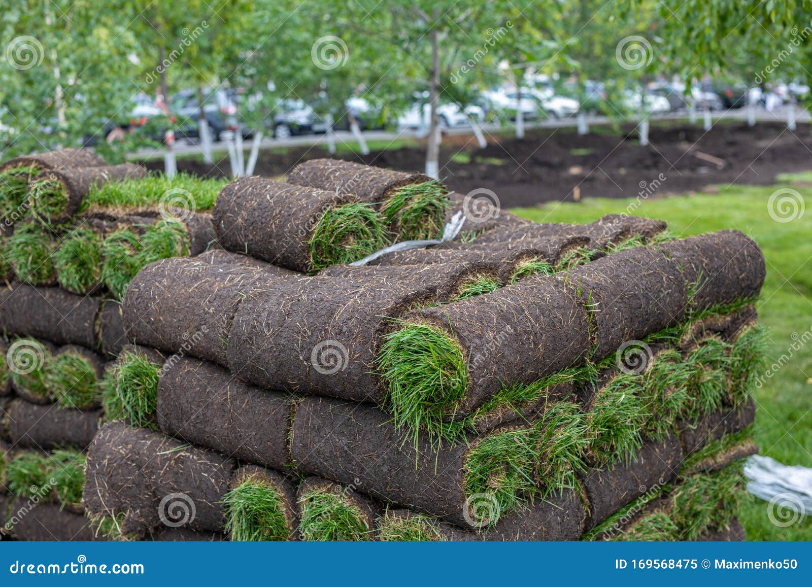 Turf Grass Rolls for Lawn. Carpet of Turf, Roll of Sod for Landscaping