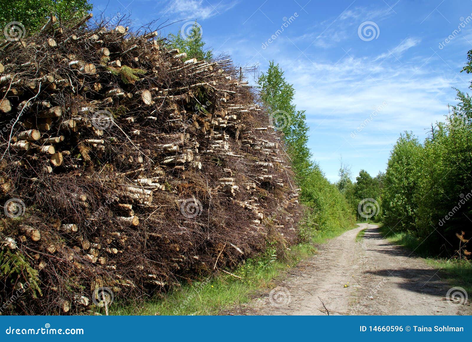 Stacked Birch Logs on Lumber Yard Photograph by Taina Sohlman