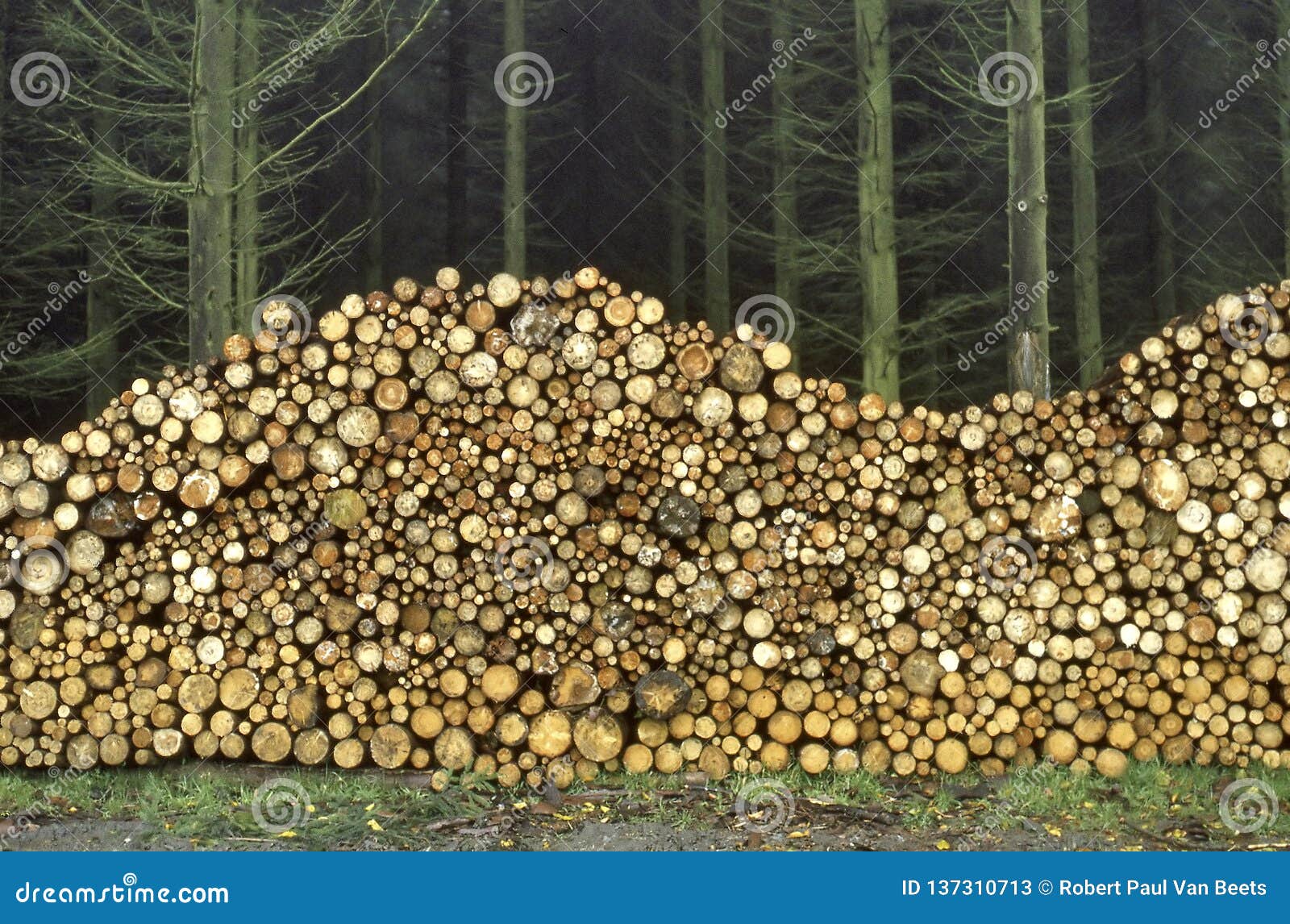 Stacked Firewood at the Border of a Wood Stock Image Image of natural