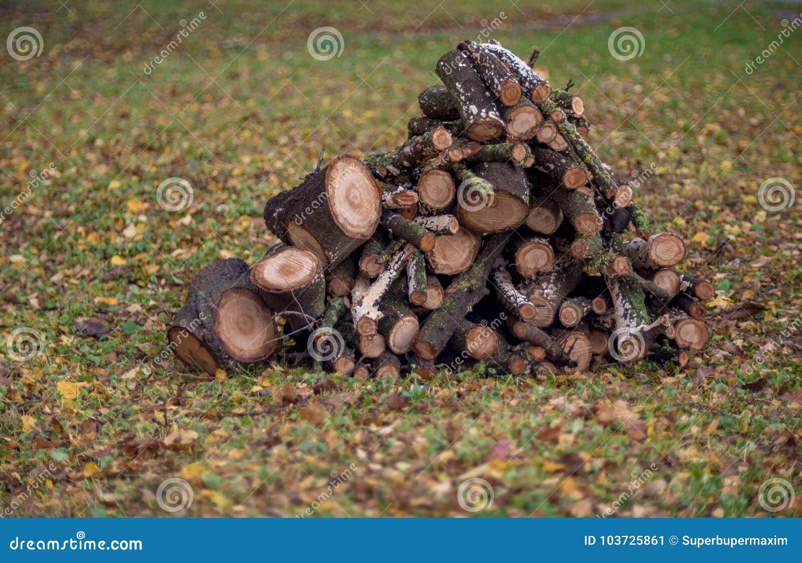 Stacked Firewood in the Yard Stock Image Image of energy, manasija