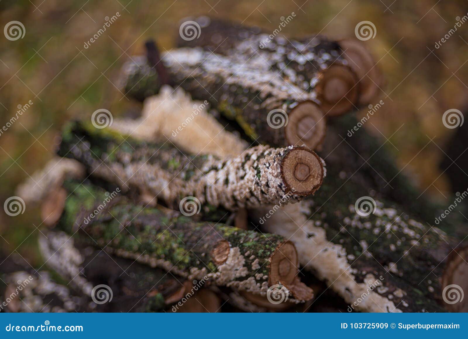 Stacked Firewood in the Yard Stock Image Image of forest, circle