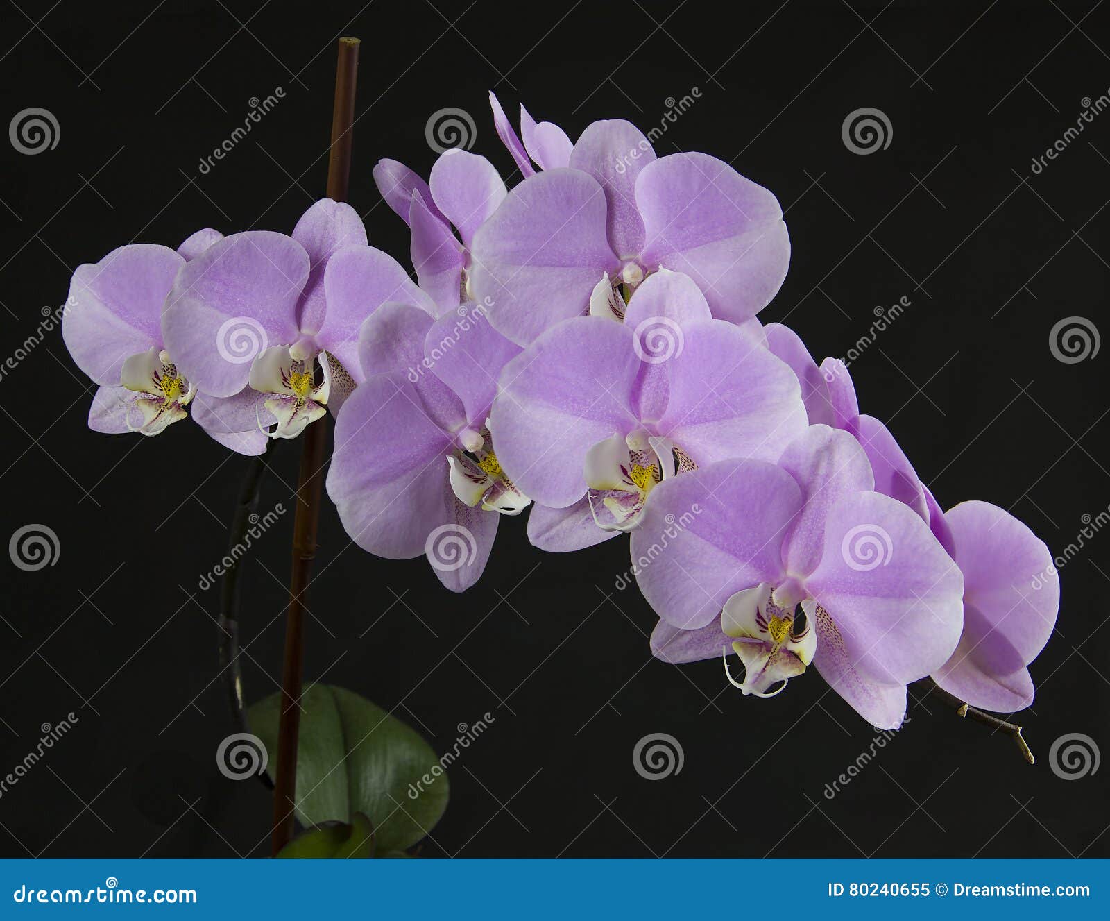 stacked orchid.